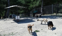 Sahipsiz Hayvan Doğal Yaşam Alanı Ziyareti