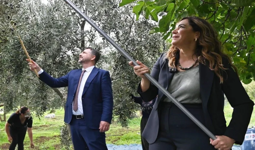 Zeytinciliği Geliştirme Projesi